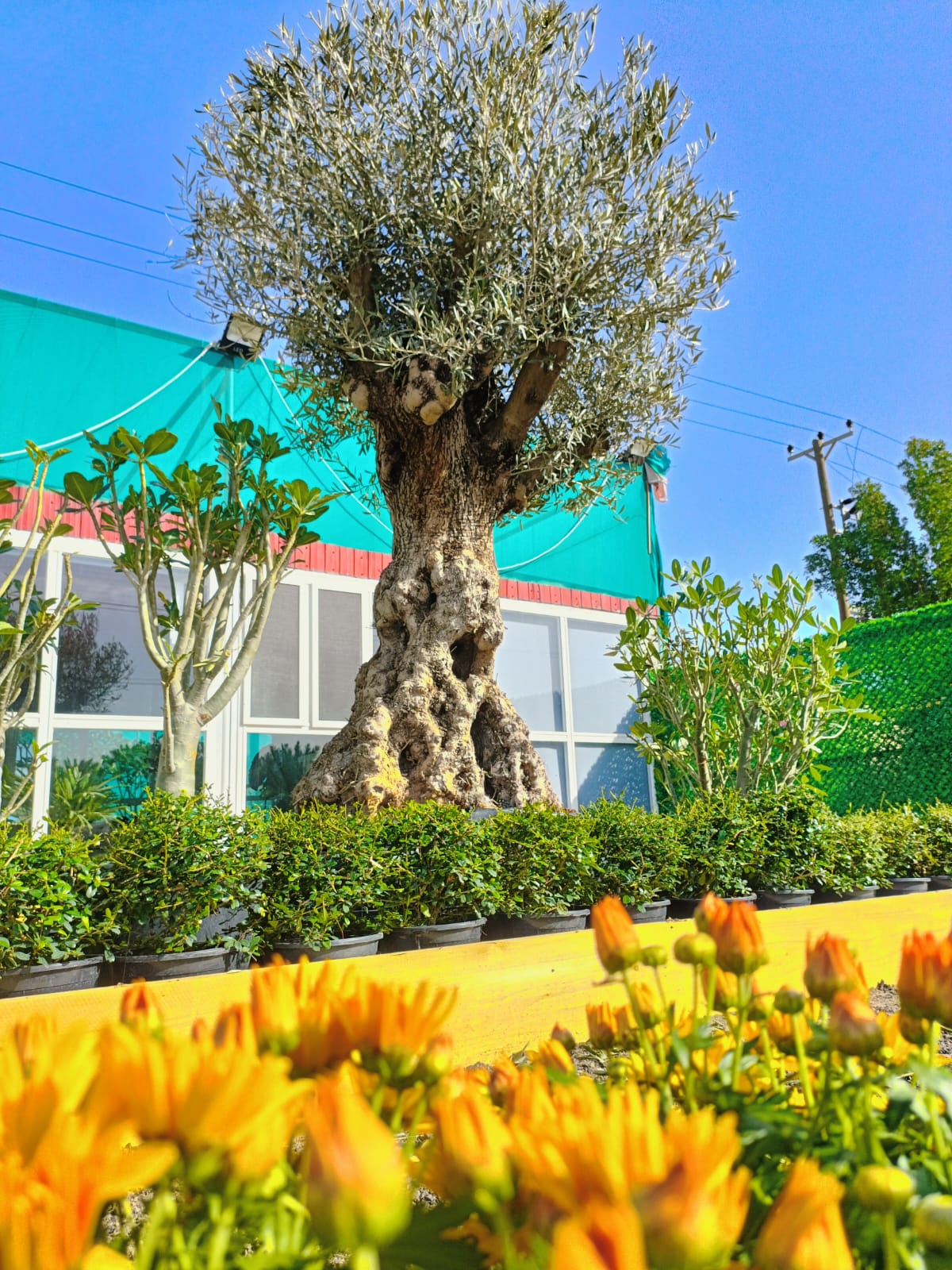 Al Wafra City Nursery in Kuwait