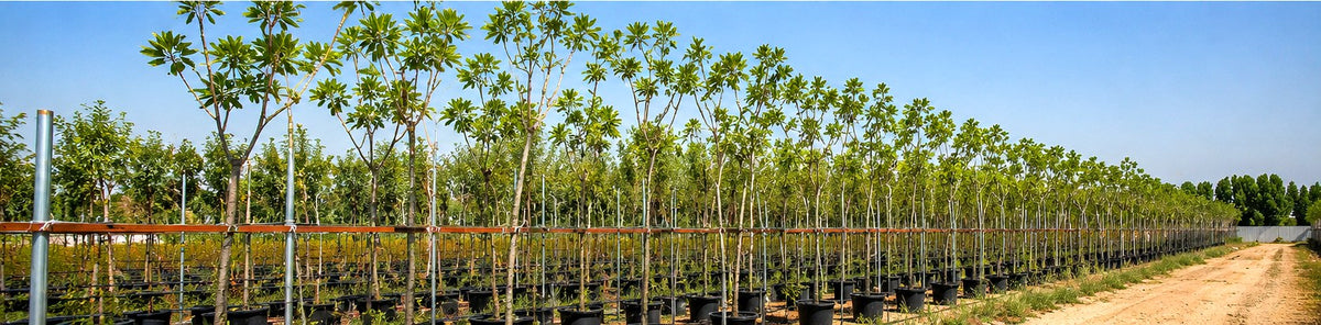 صفوف من الأشجار في أحواض داخل مشتل وفرة سيتي الخارجي تمتد حتى الأفق — Rows of potted trees stretching to the horizon in the WAFRA CITY outdoor tree nursery