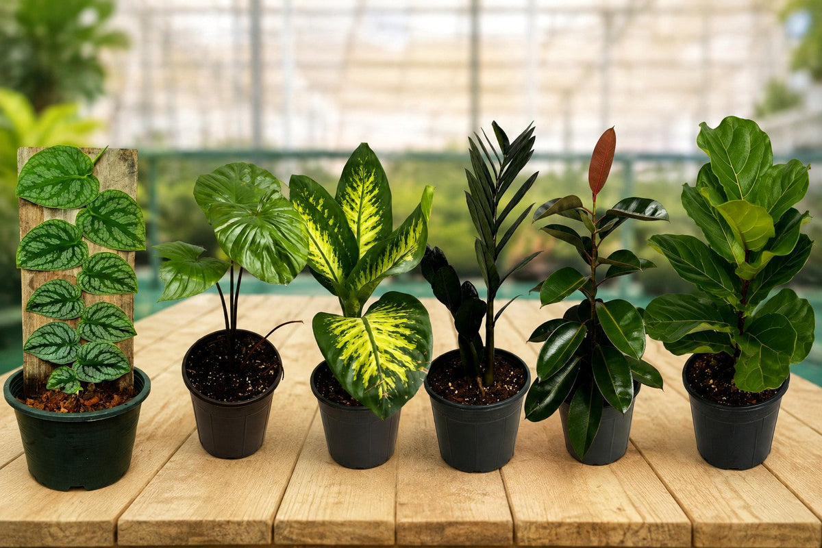 تشكيلة من النباتات الداخلية في أحواض على طاولة خشبية داخل الصوبة — A collection of potted indoor plants arranged on a wooden table inside the greenhouse
