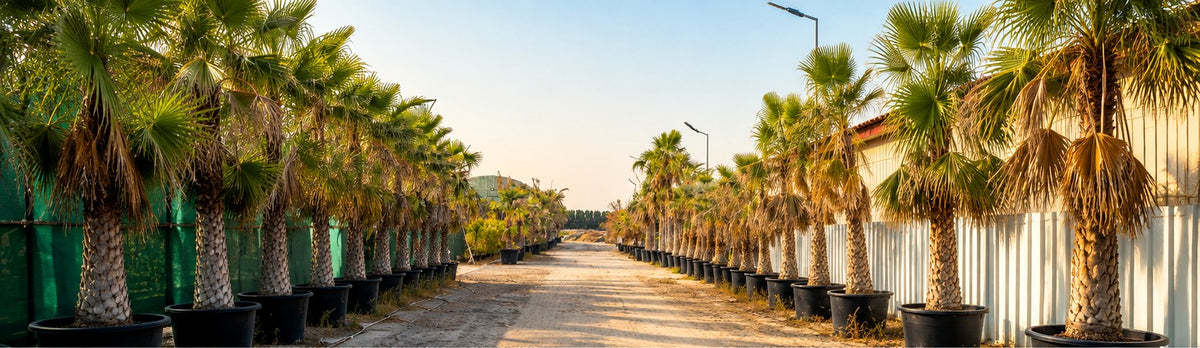 ممر في مشتل وفرة سيتي تصطف على جانبيه صفوف من النخيل في أحواض تحت ضوء النهار — Avenue in the WAFRA CITY nursery lined on both sides with rows of potted palms in warm daylight
