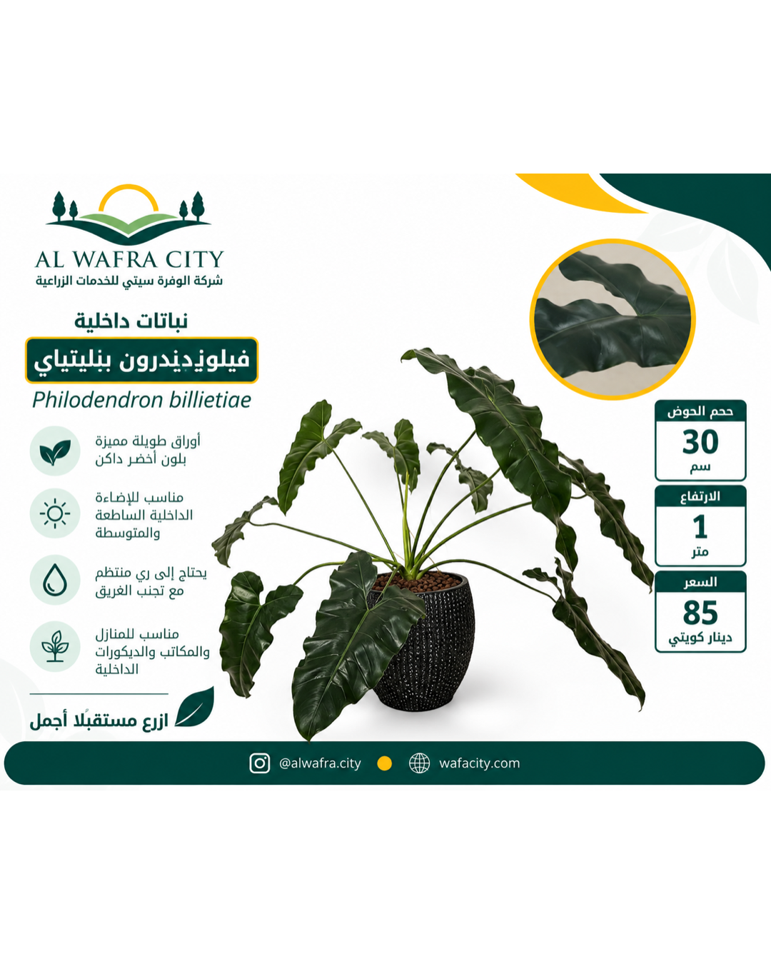 Philodendron billietiae — Black Pot