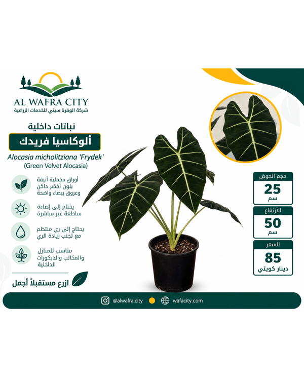 Alocasia 'Frydek' (Green Velvet) — Pot 25