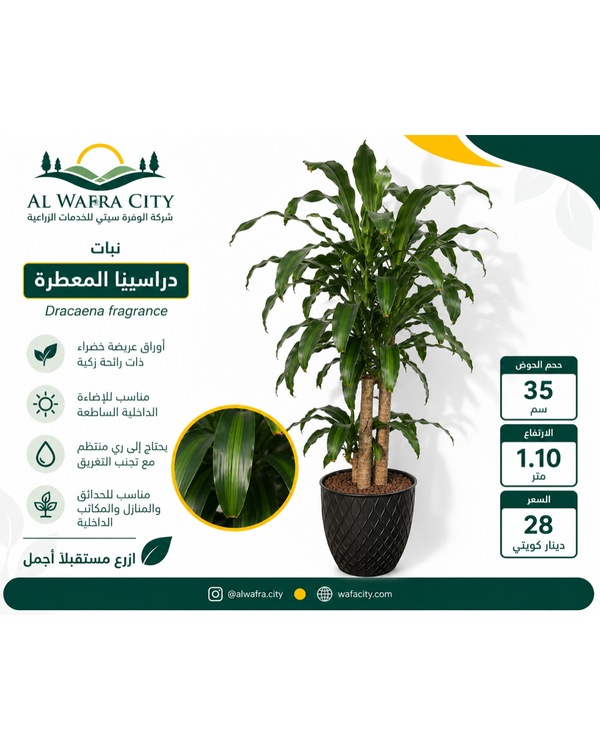 Dracaena fragrans — Pot 35