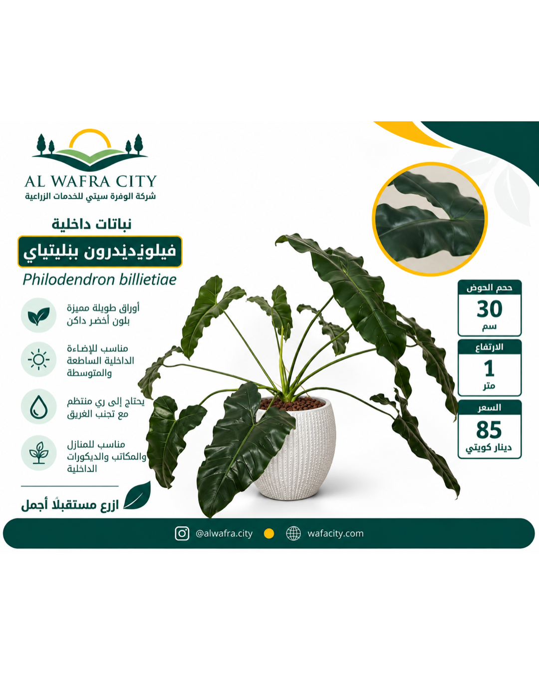 فيلوديندرون بيليتياي (حوض أبيض)