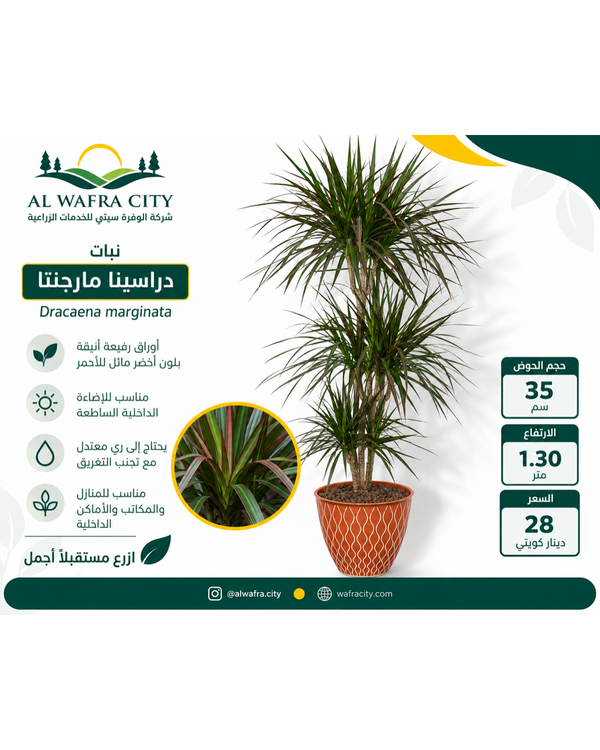 Dracaena marginata — Pot 35