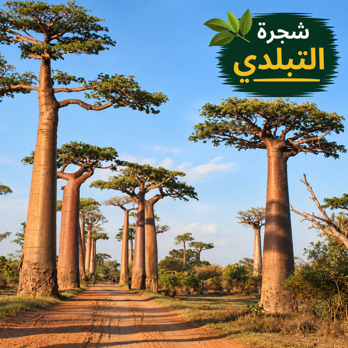 Baobab Tree Seeds