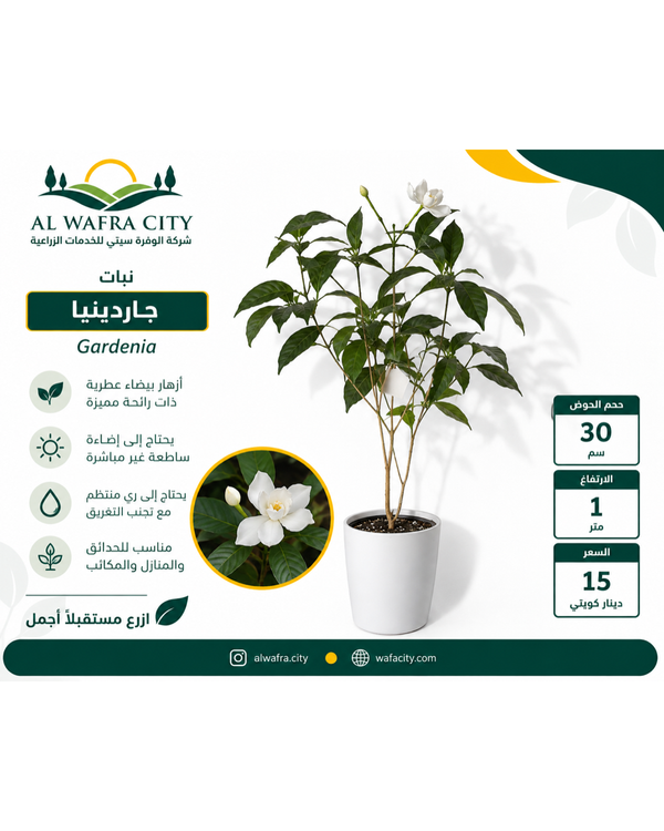 Gardenia — Pot 30