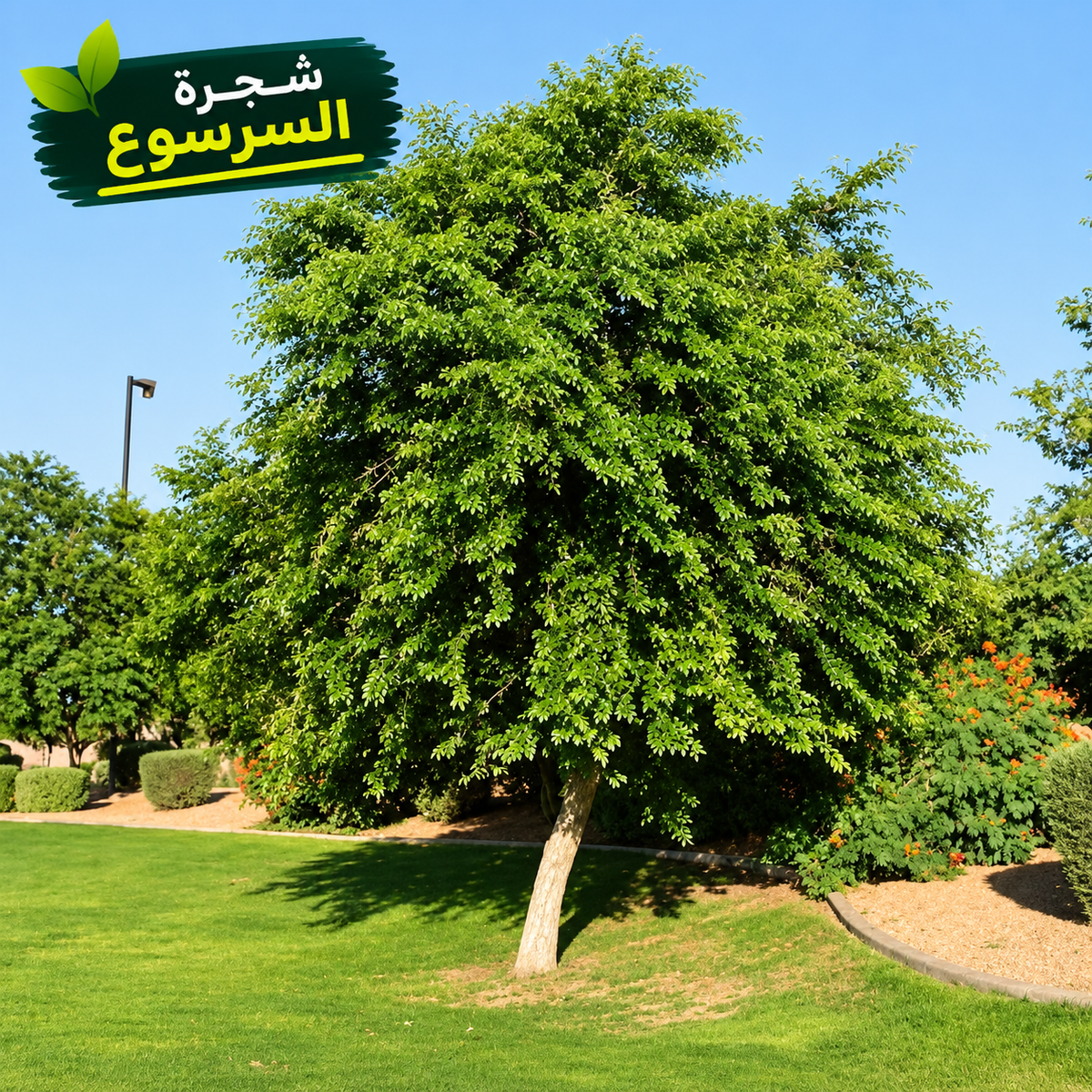 Sarsoua Seeds