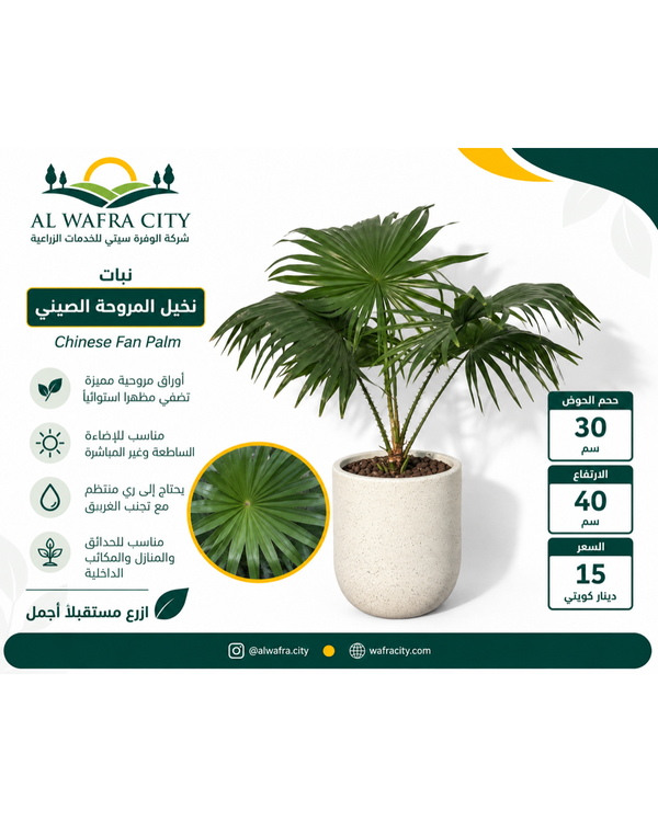 Chinese Fan Palm — Pot 30