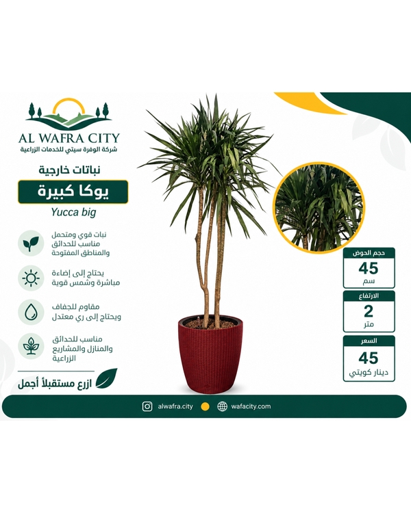 Yucca (Big) — Pot 45