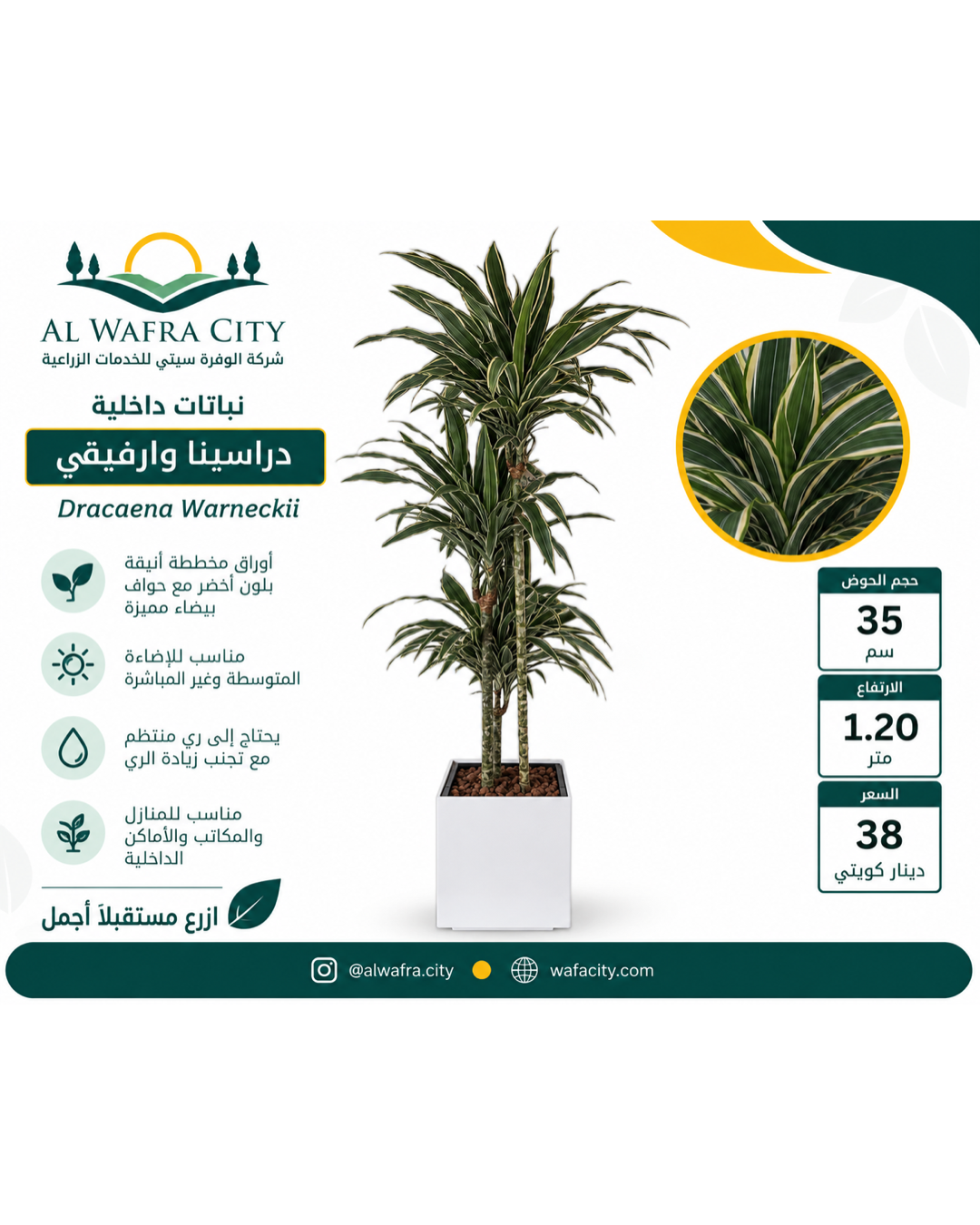 دراسينا وارنيكي