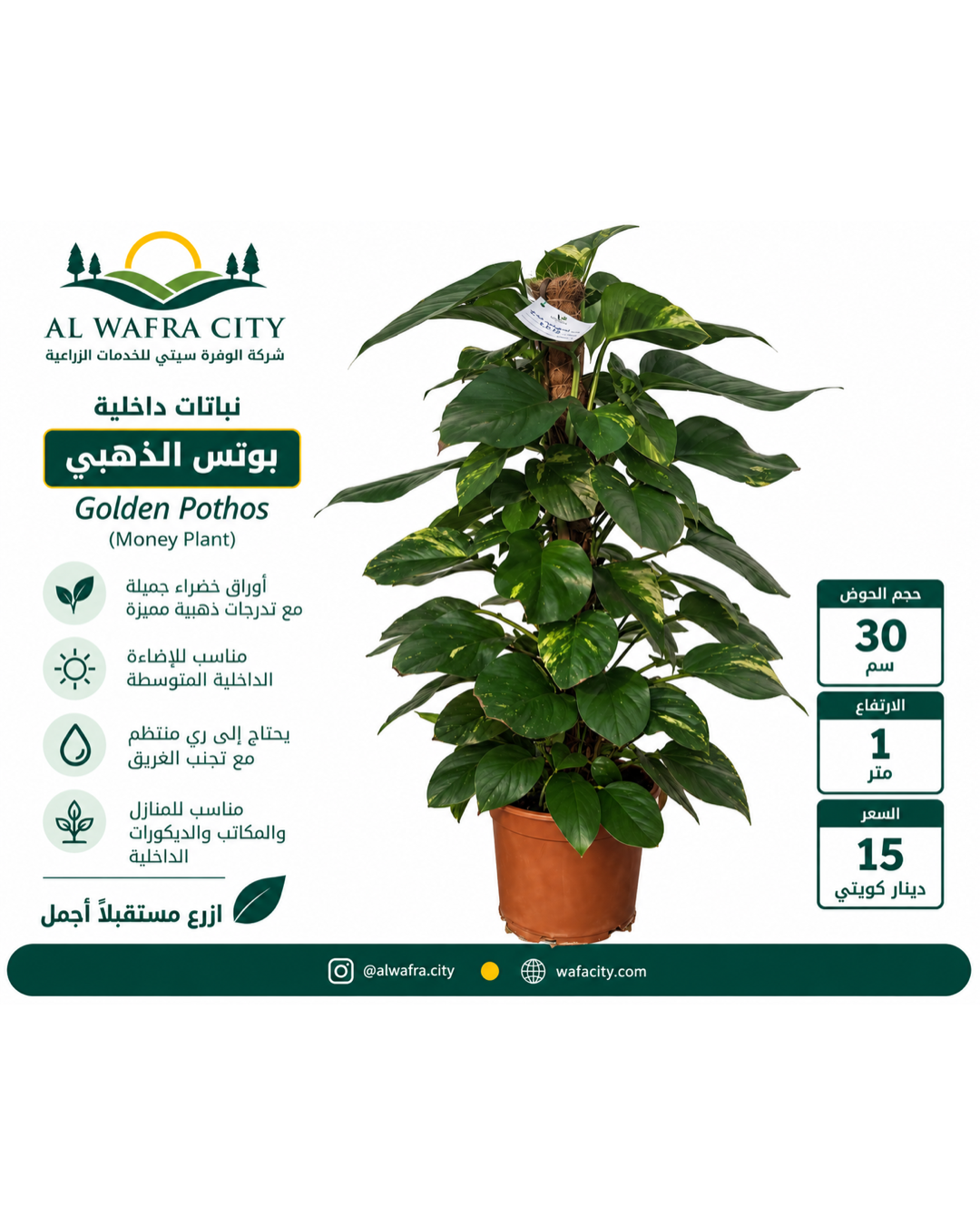 بوتس الذهبي