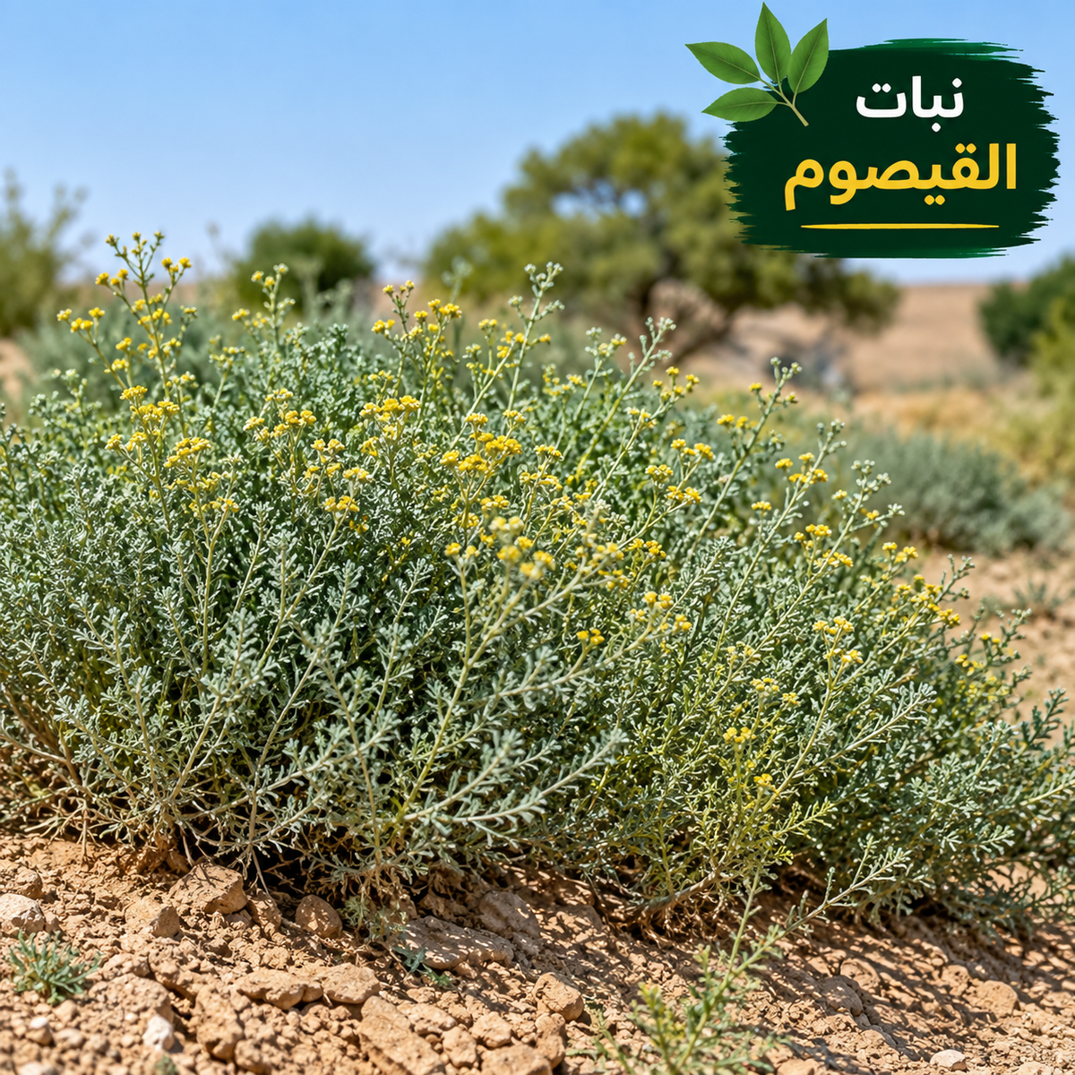 Qaysum Seeds