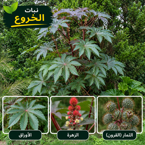 Castor Bean Seeds