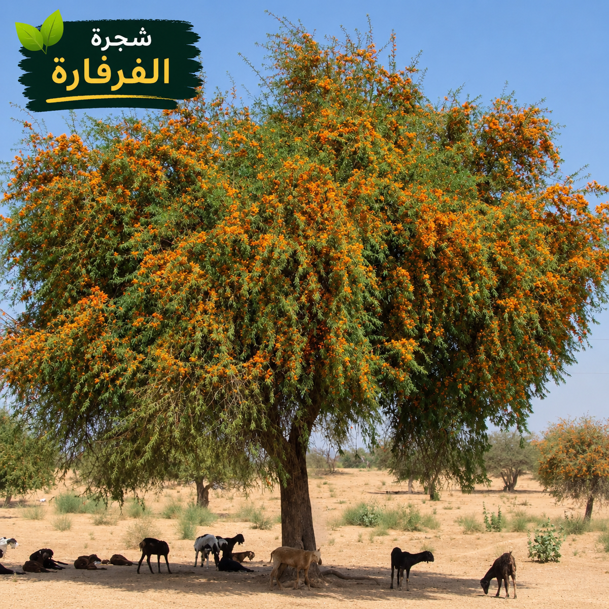 بذور شجرة الفرفارة