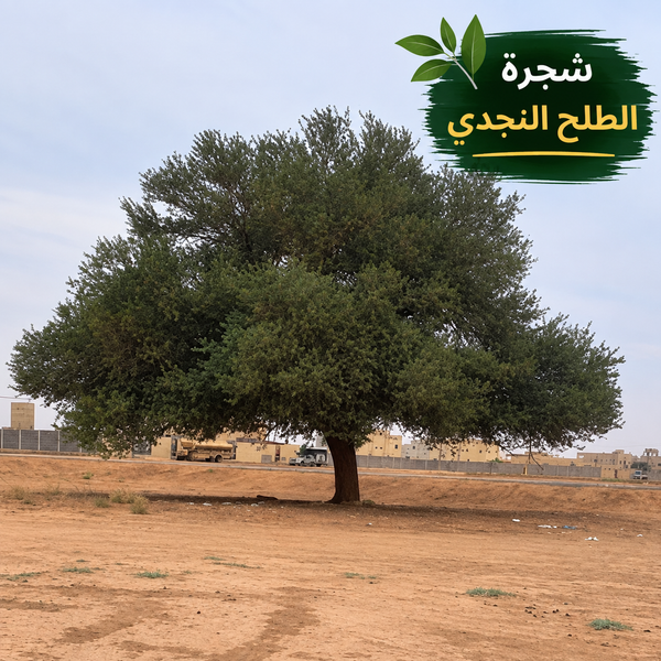 Najdi Talh Tree Seeds
