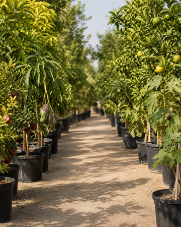 Fruit trees