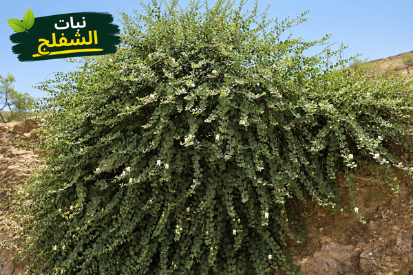 Shaflah Seeds