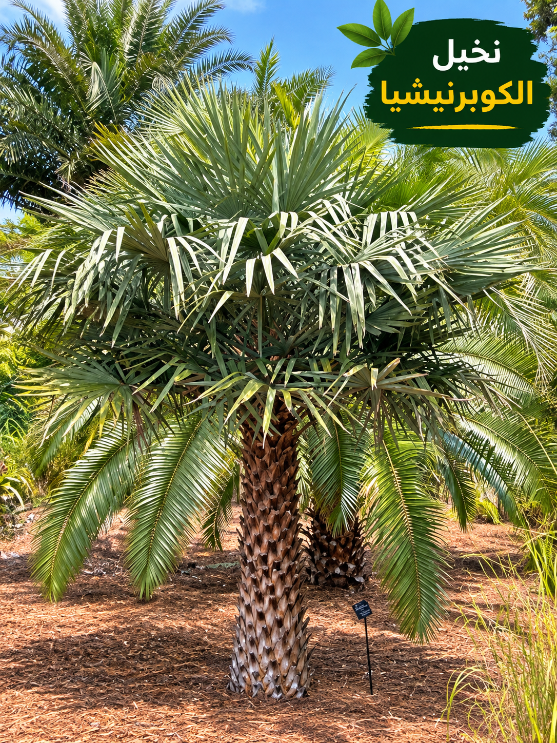 Copernicia Alba Palm Seeds