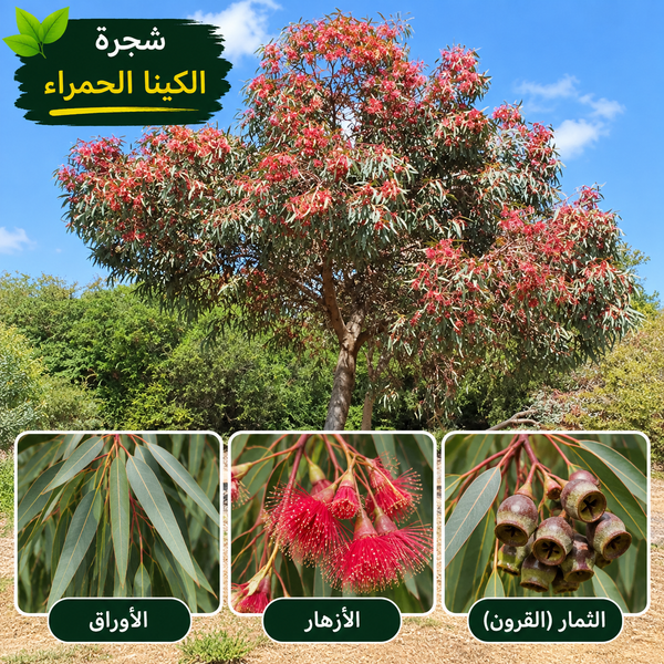 River Red Gum Seeds