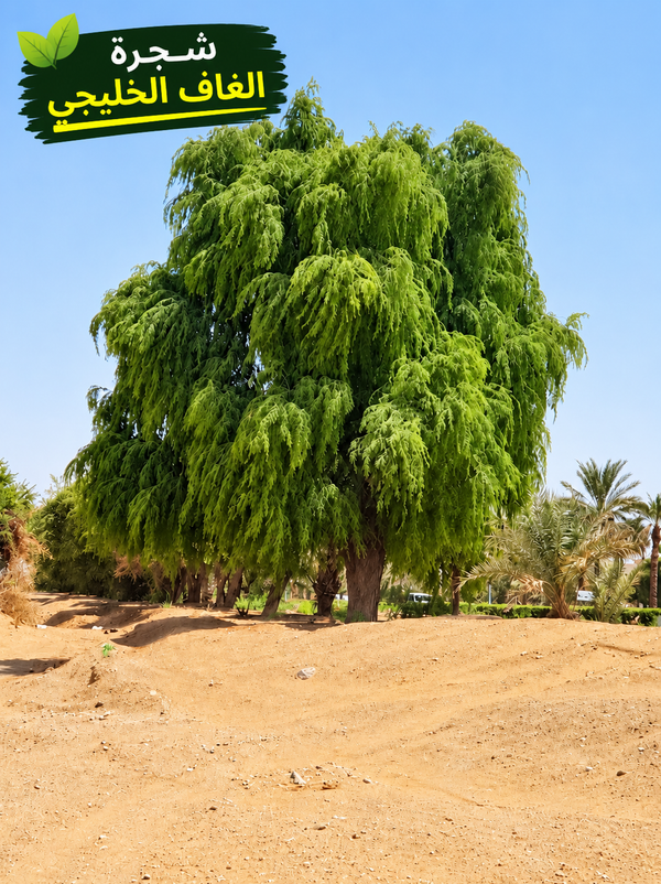 Gulf Ghaf Seeds