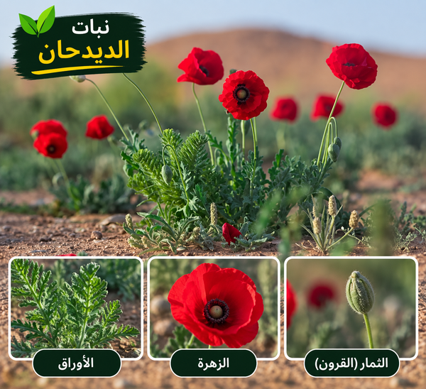Deedhan Wild Poppy Seeds