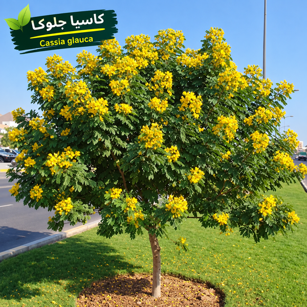 بذور كاسيا جلوكا