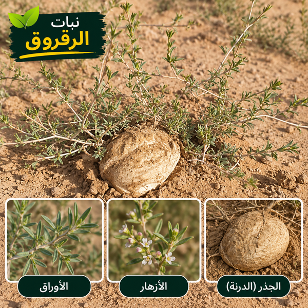 Raqrouq Desert Plant Seeds