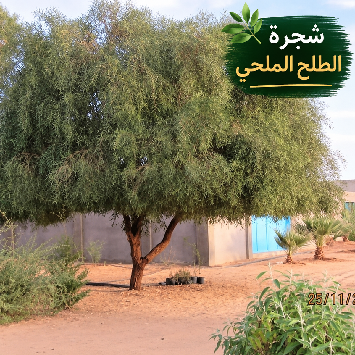 Local Talh Tree Seeds