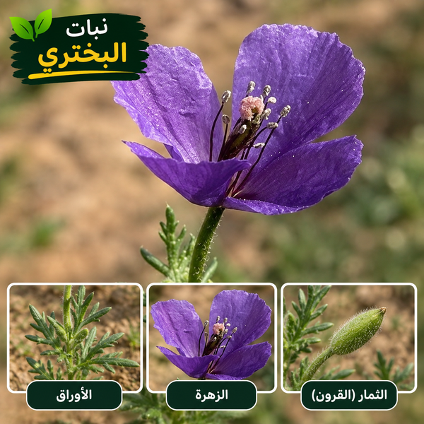 Bakhtari Wildflower Seeds