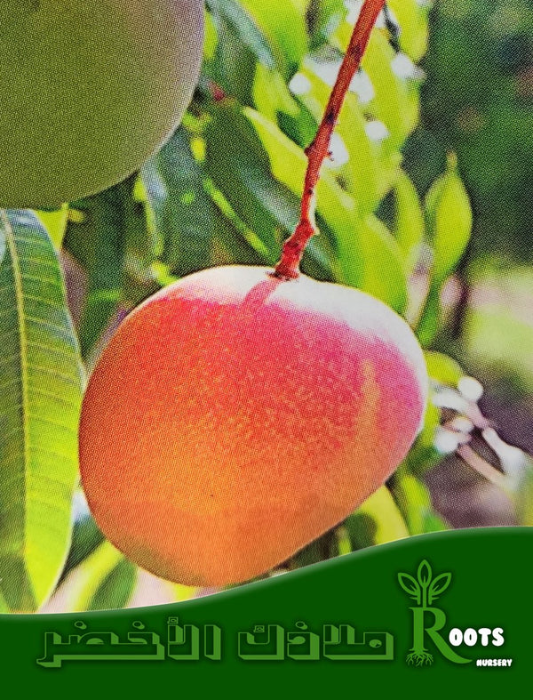 مانجو آر تو إي تو