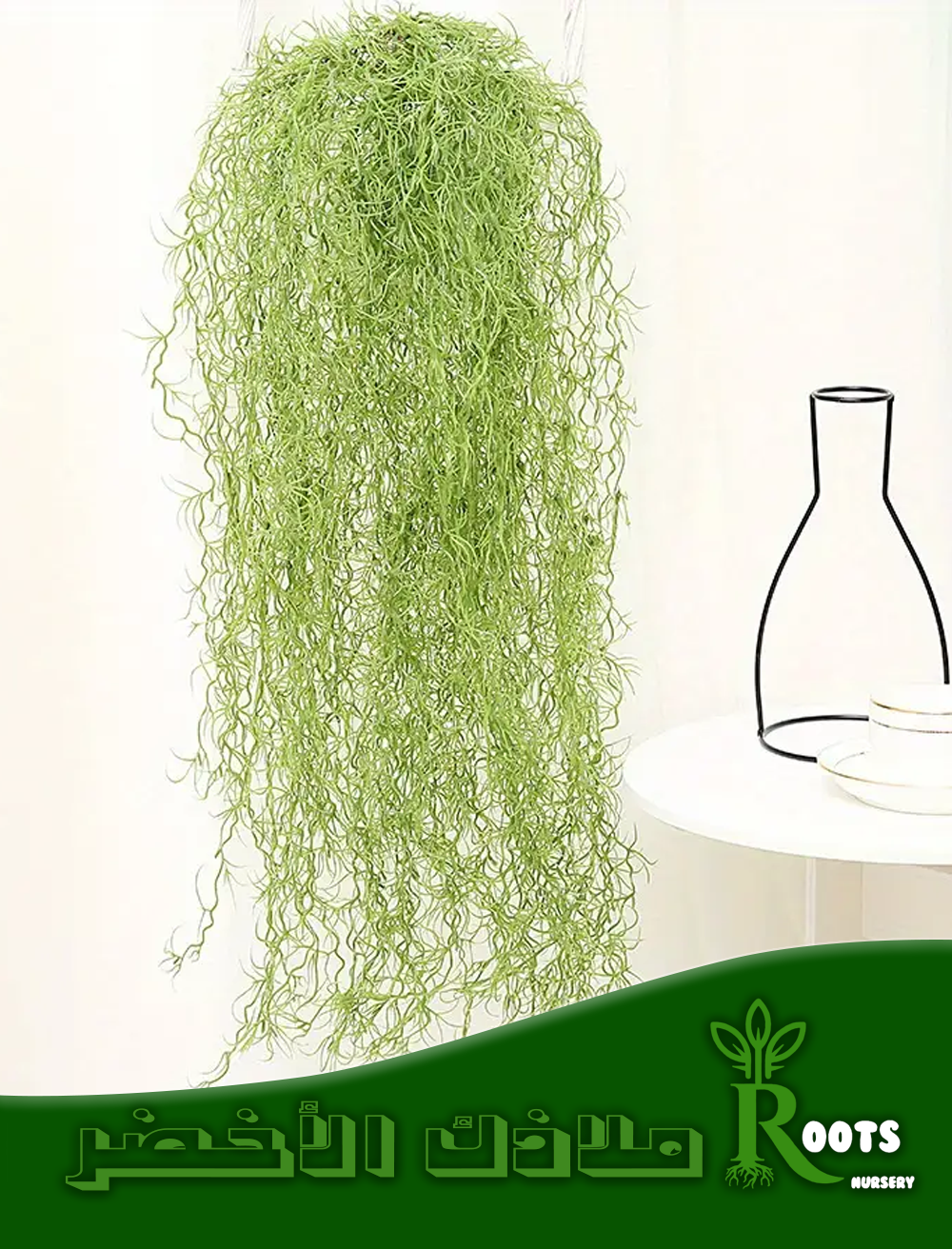 Spanish Moss (Tillandsia usneoides)