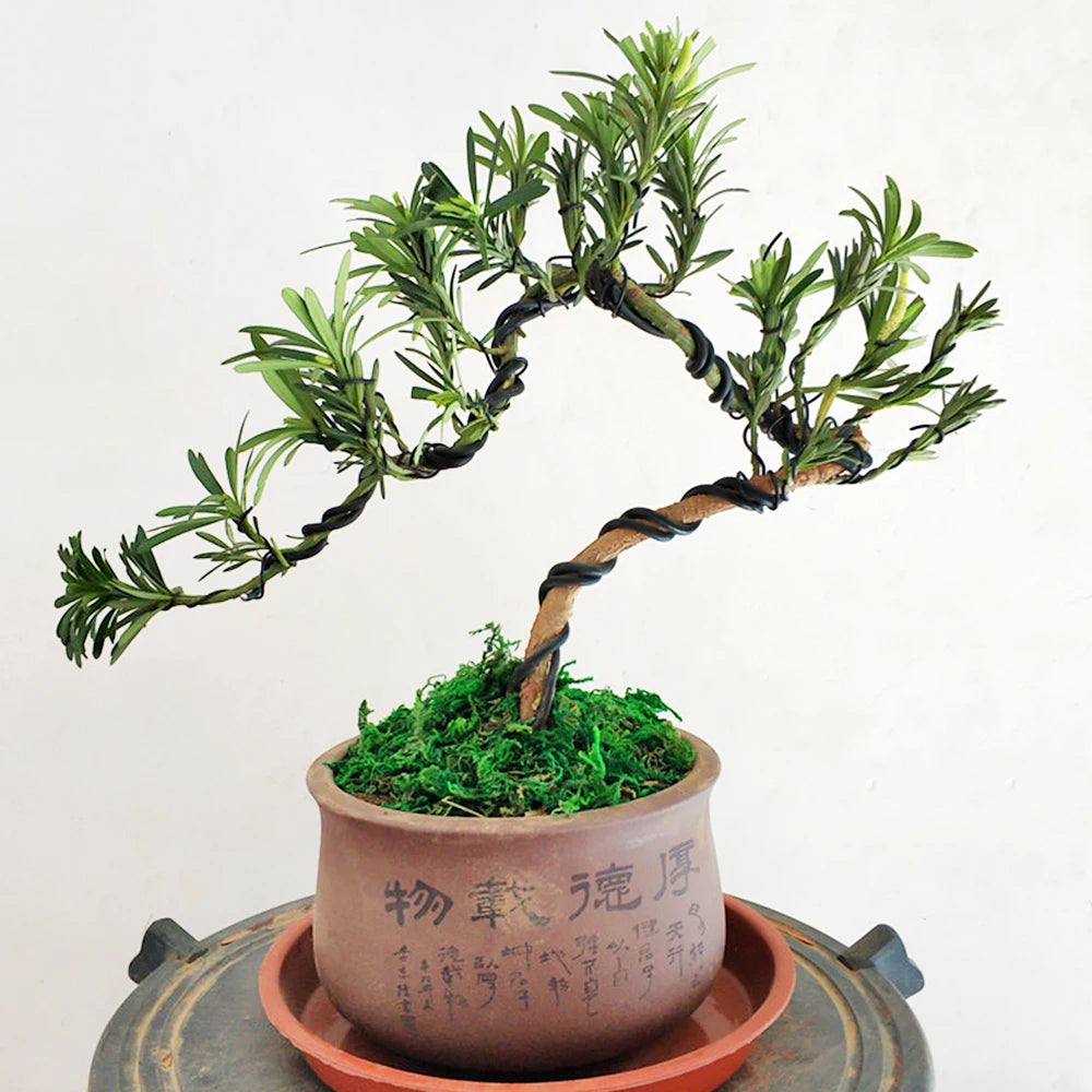 شجرة بونساي في أصيص مع أفرع ملفوفة بالسلك | A potted bonsai tree with branches wrapped in training wire