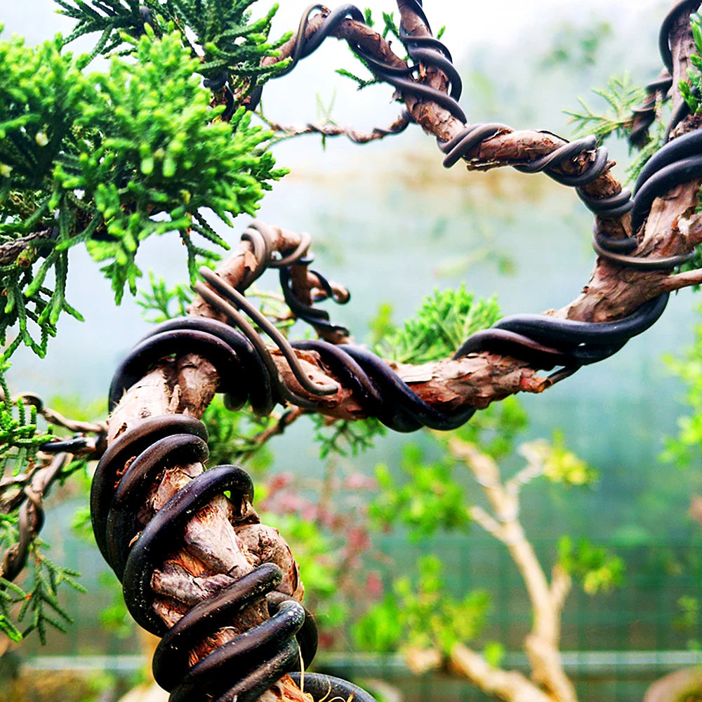 سلك ألمنيوم أسود ملفوف حول فرع شجرة بونساي لتوجيه نموّه | Black aluminium wire wrapped around a bonsai branch to train its growth