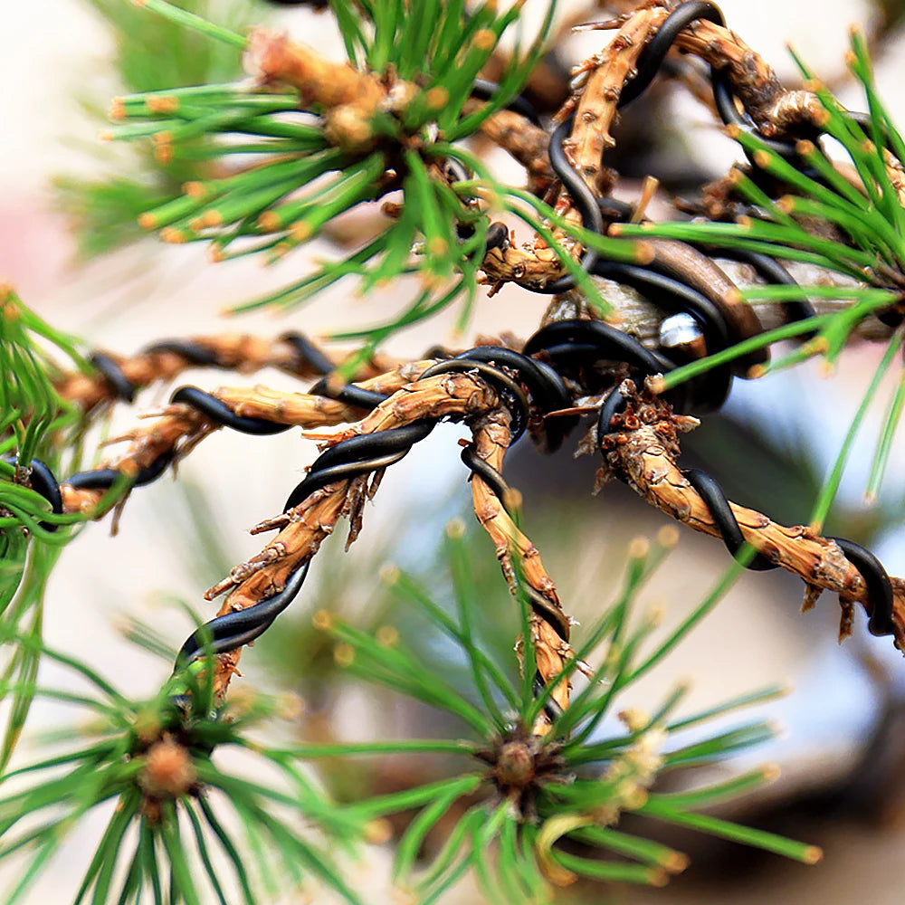 مقرّبة لسلك التشكيل الملفوف حول غصن صنوبر | Close-up of the training wire coiled around a pine branch