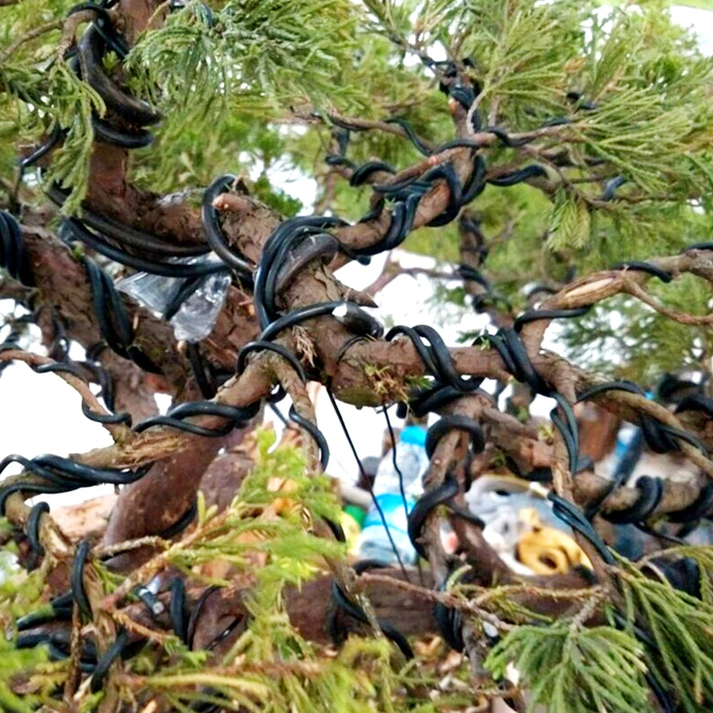 أفرع بونساي مشكّلة بواسطة سلك الألمنيوم | Bonsai branches shaped using the aluminium training wire