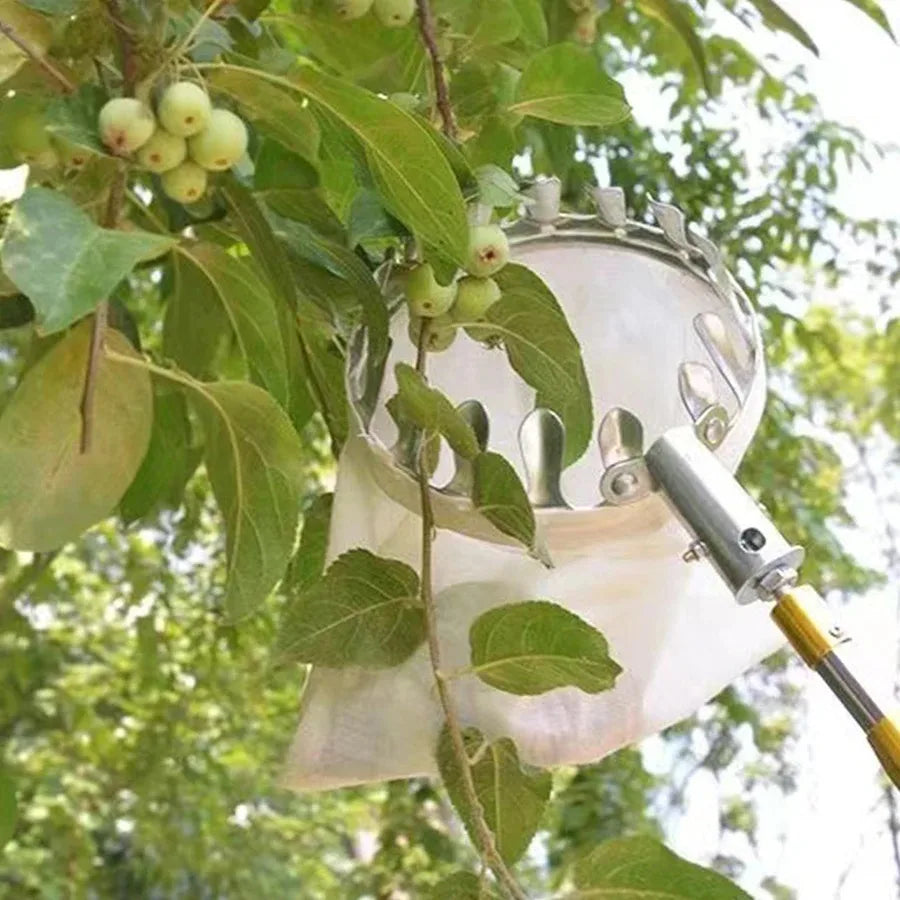 رأس القطف مستخدم لجمع الثمار من أفرع مرتفعة | The picking head in use, collecting fruit from high branches