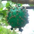 كرة لاصقة خضراء معلّقة وقد التصقت بها الحشرات الطائرة | Green sticky ball hanging in a tree with flying insects caught on its surface