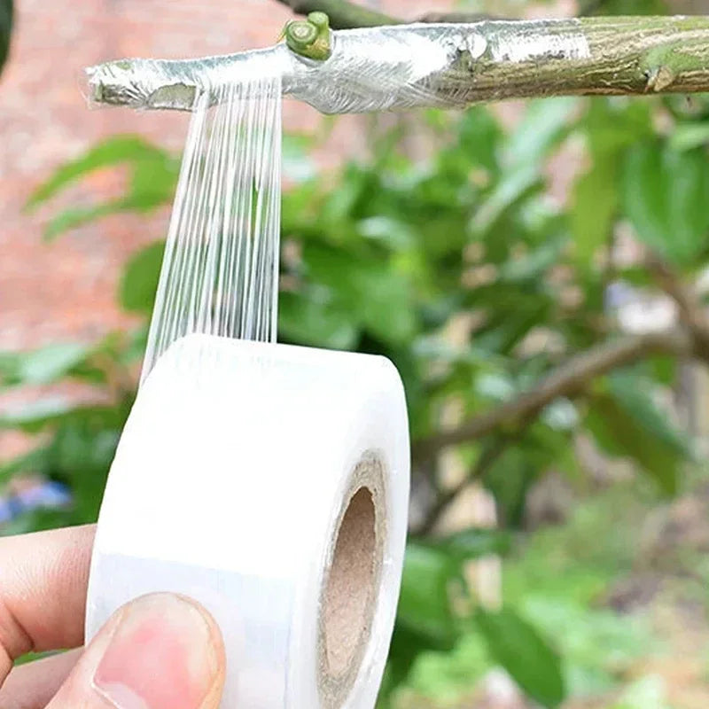 لفّ شريط التطعيم حول موضع الاتصال بين الطعم والأصل | Wrapping the grafting tape around the union between scion and rootstock