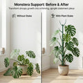 Monstera and Climbing Plant Support Frames — 6 Pack