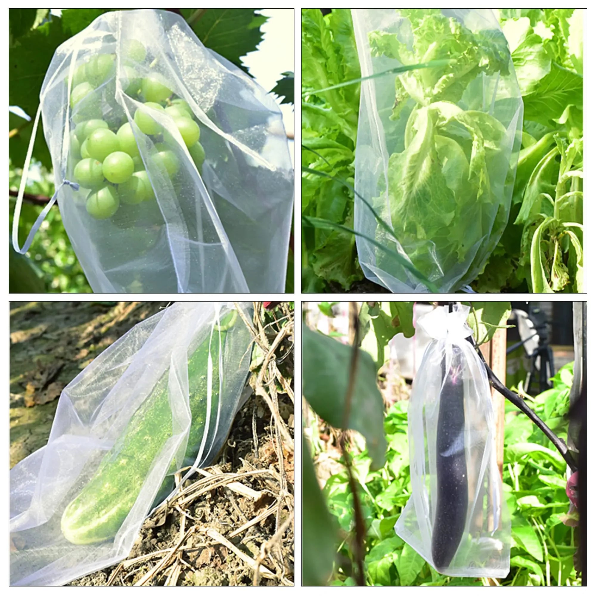 أكياس شبكية بيضاء لحماية الثمار على عناقيد العنب والخس والخيار والباذنجان | White fruit protection mesh bags over grapes, lettuce, cucumber and aubergine