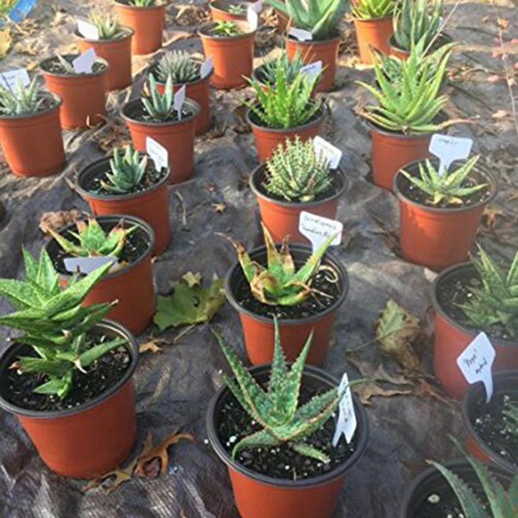 استخدام بطاقات التعريف في مشتل نباتات عصارية | The labels in use in a succulent nursery