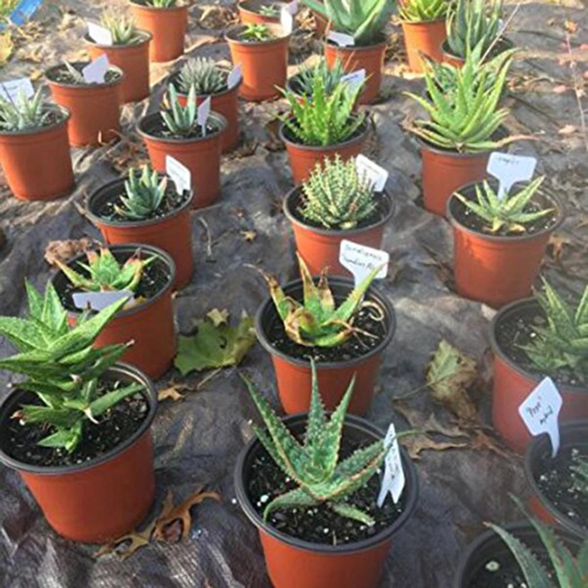 استخدام بطاقات التعريف في مشتل نباتات عصارية | The labels in use in a succulent nursery