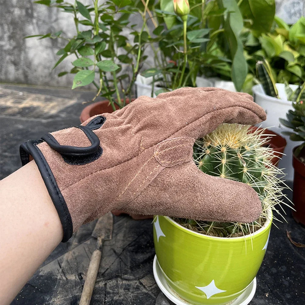 ارتداء القفاز الجلدي البني أثناء الإمساك بنبتة صبّار شوكية | Wearing the brown leather glove while handling a spiny cactus