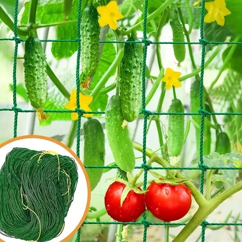 شبكة تسلّق خضراء تحمل ثمار الخيار والطماطم | Green trellis net supporting cucumber and tomato fruit