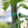 شريط ربط النباتات الأخضر ملفوف حول ساق نبتة ودعامة | Green plant tie tape wrapped around a plant stem and its support