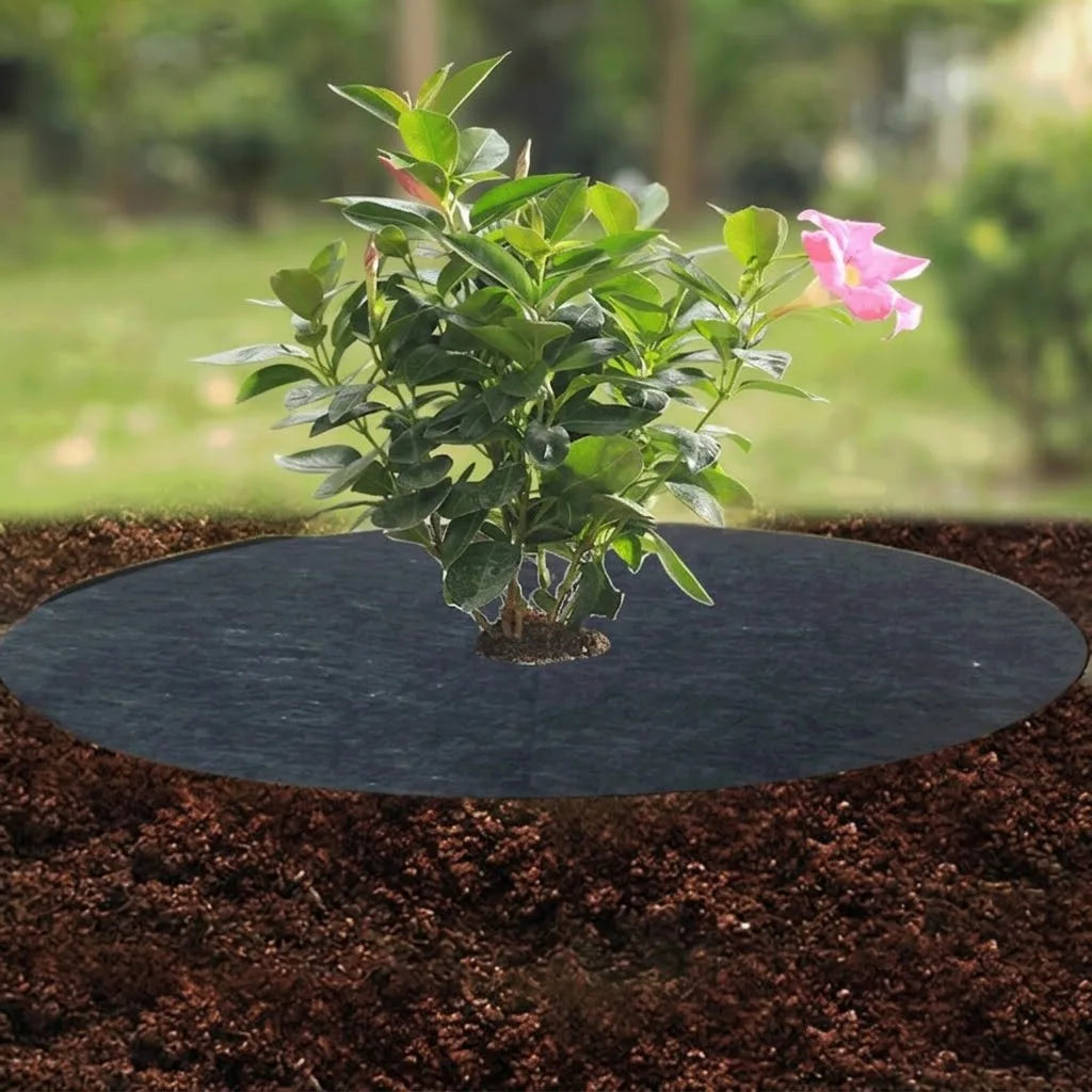 قرص تغطية التربة مفرود حول ساق نبات مزهر على سطح التربة | The mulch disc laid on the soil around the stem of a flowering plant