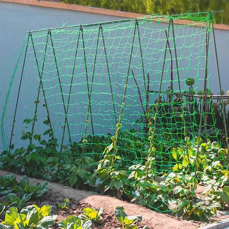 شبكة التسلّق مركّبة في حديقة خضار | The trellis net installed in a vegetable garden
