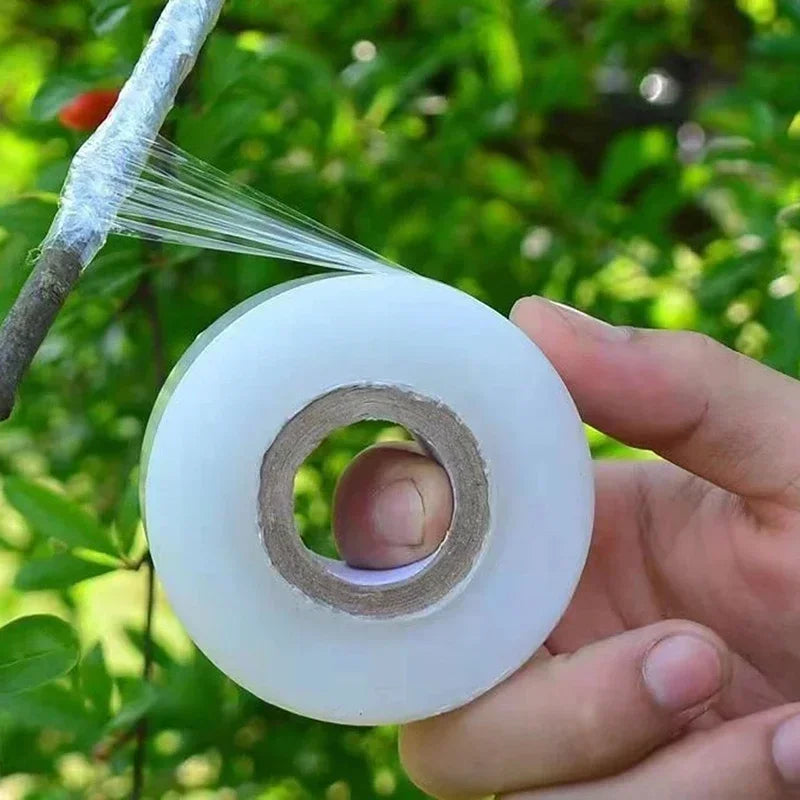 لفة شريط التطعيم الشفاف في اليد أمام فرع مطعّم | Roll of clear grafting tape held in the hand beside a grafted branch