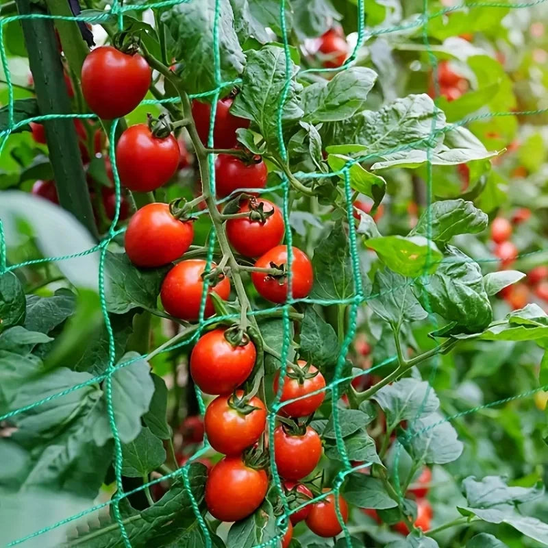 نباتات طماطم مدعومة على شبكة التسلّق | Tomato plants supported on the trellis net